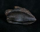 Partially Rooted Triceratops Tooth - #7162-2